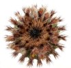UEBELMANNIA pectinifera var. flavispina RNK 5, Sopa, clone 7, grafted offset