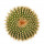 UEBELMANNIA GUMMIFERA F. TALL PLANTS RNK 102/14,illustrative photo