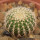 UEBELMANNIA GUMMIFERA F. TALL PLANTS RNK 102/14, 2 CM, TROMBA D´ANTA, SEEDLING