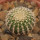 UEBELMANNIA GUMMIFERA F. TALL PLANTS RNK 102/14, 2 CM, TROMBA D´ANTA, SEEDLING