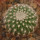 UEBELMANNIA GUMMIFERA F. TALL PLANTS RNK 102/14, 2,6 CM, TROMBA D´ANTA, SEEDLING