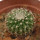 UEBELMANNIA GUMMIFERA F. BIG PLANTS RNK 102/14, 2,4 CM, TROMBA D´ANTA, SEEDLING