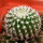 UEBELMANNIA GUMMIFERA F. TALL PLANTS RNK 102/14, 2,2 CM, TROMBA D´ANTA, SEEDLING