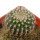 UEBELMANNIA GUMMIFERA F. TALL PLANTS RNK 102/14, 2,2 CM, TROMBA D´ANTA, SEEDLING