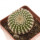 UEBELMANNIA GUMMIFERA F. TALL PLANTS RNK 102/14, 2,7 CM, TROMBA D´ANTA, SEEDLING