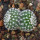 UEBELMANNIA GUMMIFERA F. TALL PLANTS RNK 102/14, 3 x 2 CM, TROMBA D´ANTA, SEEDLING