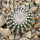 UEBELMANNIA GUMMIFERA F. TALL PLANTS RNK 102/14, 2 CM, TROMBA D´ANTA, SEEDLING