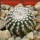 UEBELMANNIA GUMMIFERA F. TALL PLANTS RNK 102/14, 2 CM, TROMBA D´ANTA, SEEDLING