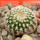 UEBELMANNIA GUMMIFERA F. TALL PLANTS RNK 102/14, 2 CM, TROMBA D´ANTA, SEEDLING