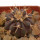 UEBELMANNIA BUININGII RNK 53, 2,7 cm, TROMBA D´ANTA, SEEDLING