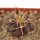 UEBELMANNIA BUININGII RNK 53, 2,5 CM, TROMBA D´ANTA, SEEDLING
