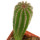 PIERREBRAUNIA BAHIENSIS, 6,2 CM TALL, SEEDLING