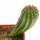 PIERREBRAUNIA BAHIENSIS, 6,2 CM TALL, SEEDLING