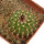 UEBELMANNIA MENINENSIS, 2,6 CM, SEEDLING