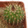 UEBELMANNIA MENINENSIS, 2,6 CM, SEEDLING