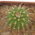 UEBELMANNIA MENINENSIS, 2,2 CM, SEEDLING
