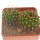 UEBELMANNIA MENINENSIS, 2,1 + 2,6 CM, SEEDLINGS