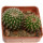 UEBELMANNIA MENINENSIS + GUMMIFERA RNK 102/14, 2,1 + 2,7 CM, 2 x SEEDLINGS