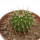 UEBELMANNIA MENINENSIS RNK 49/14, 2,5 CM, TROMBA D´ANTA, SEEDLING