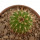 UEBELMANNIA MENINENSIS RNK 49/14, 2,1 CM, TROMBA D´ANTA, SEEDLING