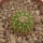 UEBELMANNIA MENINENSIS RNK 49/14, 1,8 CM, TROMBA D´ANTA, SEEDLING