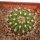 UEBELMANNIA MENINENSIS RNK 49/14, 2,4 CM, TROMBA D´ANTA, SEEDLING