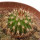 UEBELMANNIA MENINENSIS RNK 49/14, 2,2 CM, TROMBA D´ANTA, SEEDLING