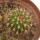 UEBELMANNIA MENINENSIS RNK 49/14, 2,2 CM, TROMBA D´ANTA, SEEDLING