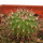 UEBELMANNIA MENINENSIS RNK 49/14, 2,5 CM, TROMBA D´ANTA, SEEDLING