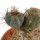 PIERREBRAUNIA BRAUNIORUM, CLONE 2, 3,3 CM, GRAFTED