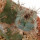 PIERREBRAUNIA BRAUNIORUM, CLONE 2, 3,3 CM, GRAFTED