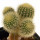 UEBELMANNIA PECTINIFERA VAR. ERIOCACTOIDES RNK 78 (TYPE), 2,2 - 2,8 CM, GRAFTED