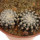 DISCOCACTUS HORSTII, 2,1 + 2,4 CM,1 POT 6,5 CM
