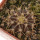 UEBELMANNIA BUININGII RNK 52, 2,1 CM, TROMBA D´ANTA, SEEDLING