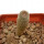 YAVIA CRYPTOCARPA, 3 CM TALL, SEEDLING