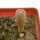 YAVIA CRYPTOCARPA, 2,8 CM TALL, SEEDLING