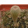 YAVIA CRYPTOCARPA, 2,5 CM TALL, SEEDLING