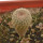 YAVIA CRYPTOCARPA, 2,5 CM TALL, SEEDLING