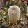 YAVIA CRYPTOCARPA, 3,5 CM TALL, SEEDLING