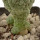 TRICHOCAULON SIMILIS, 3,5 CM, SEEDLING