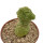 TRICHOCAULON MARLOTHII F. VARIEGATE, 6 CM TALL, ROOTED OFFSET