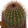 UEBELMANNIA PECTINIFERA AFF. F. NOVA RNK 98, CLONE 3, ROOTED OFFSET