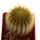 UEBELMANNIA PECTINIFERA VAR. ERIOCACTOIDES RNK 78 (TYPE), 4 CM POT, SEEDLING