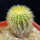 UEBELMANNIA PECTINIFERA VAR. ERIOCACTOIDES RNK 78 (TYPE), 5 CM POT, SEEDLING