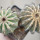 UEBELMANNIA pectinifera HU 106 (long spines + normal spines), two plants, seedlings