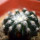 DISCOCACTUS horstii, offered 1 x seedling in the pot