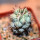 ORTEGOCACTUS macdougallii, seedling
