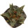 ARIOCARPUS scapharostrus x trigonus ex Pavlík, illustrative photo