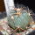 ECHINOCACTUS horizonthalonius, seedling