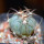 ECHINOCACTUS horizonthalonius, seedling